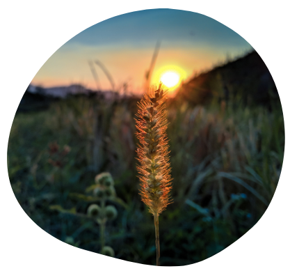 crop production in rural India